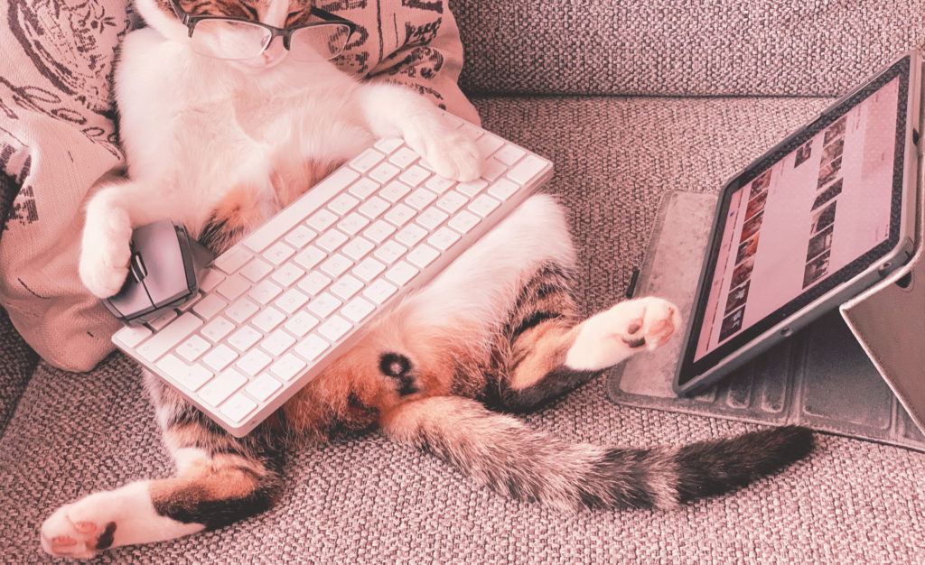 Katze mit Tablet und Tastatur