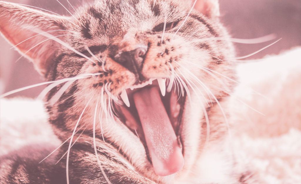 schreiende Katze zum Thema: Mit weniger zufrieden geben